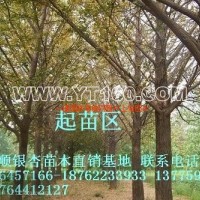 銀杏樹