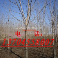 白蠟樹