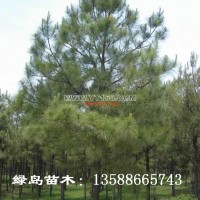 濕地松