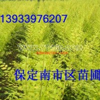 金葉榆