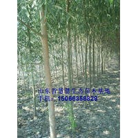 速生柳
