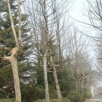 造型法桐