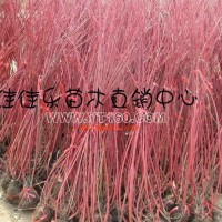 紅瑞木