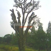 桂花樹