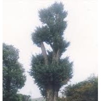 燈臺(tái)樹