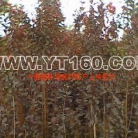 紅葉李