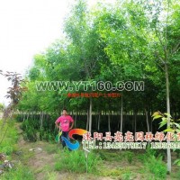 白蠟樹