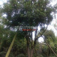 桂花樹