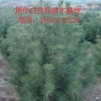 白皮松