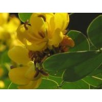 黃花槐