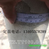 15公分法桐