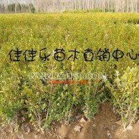 瓜子黃楊