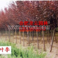 紅葉李