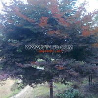 紅楓