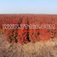 紅楓