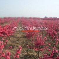 滿(mǎn)天紅