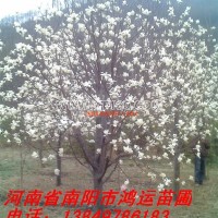 白玉蘭