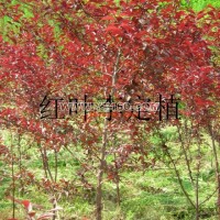 紅葉李