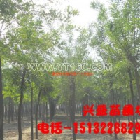 金枝國槐