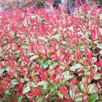 紅葉石楠