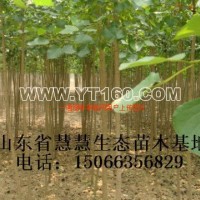 107速生楊
