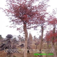 紅楓
