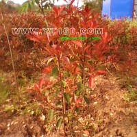 紅葉石楠球