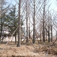 銀杏樹