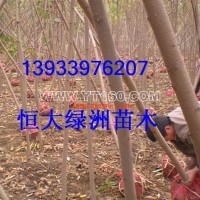 火炬樹