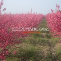 滿(mǎn)天紅