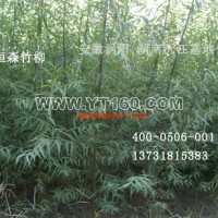竹柳