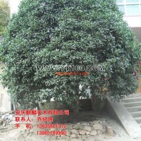 桂花