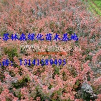 紅葉小檗