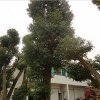 移栽香樟