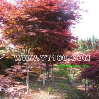 紅楓