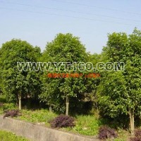桂花樹(shù)