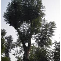 藍(lán)花楹