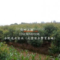 紅葉石楠