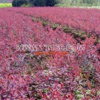 紅葉小檗