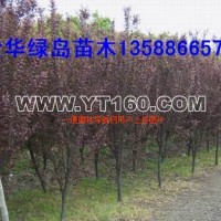紅葉李