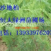 沙地柏