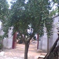 嫁接銀杏樹