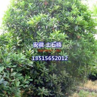 土石楠