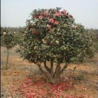 山茶花