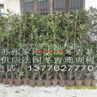 珊瑚樹(shù)
