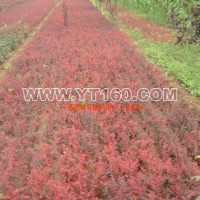 紅葉小檗