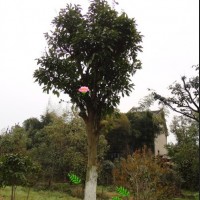 移栽香泡