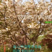 櫻花樹(shù)