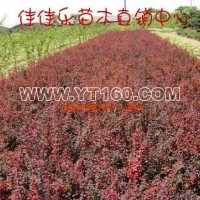 紅葉小檗