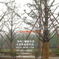 銀杏大樹